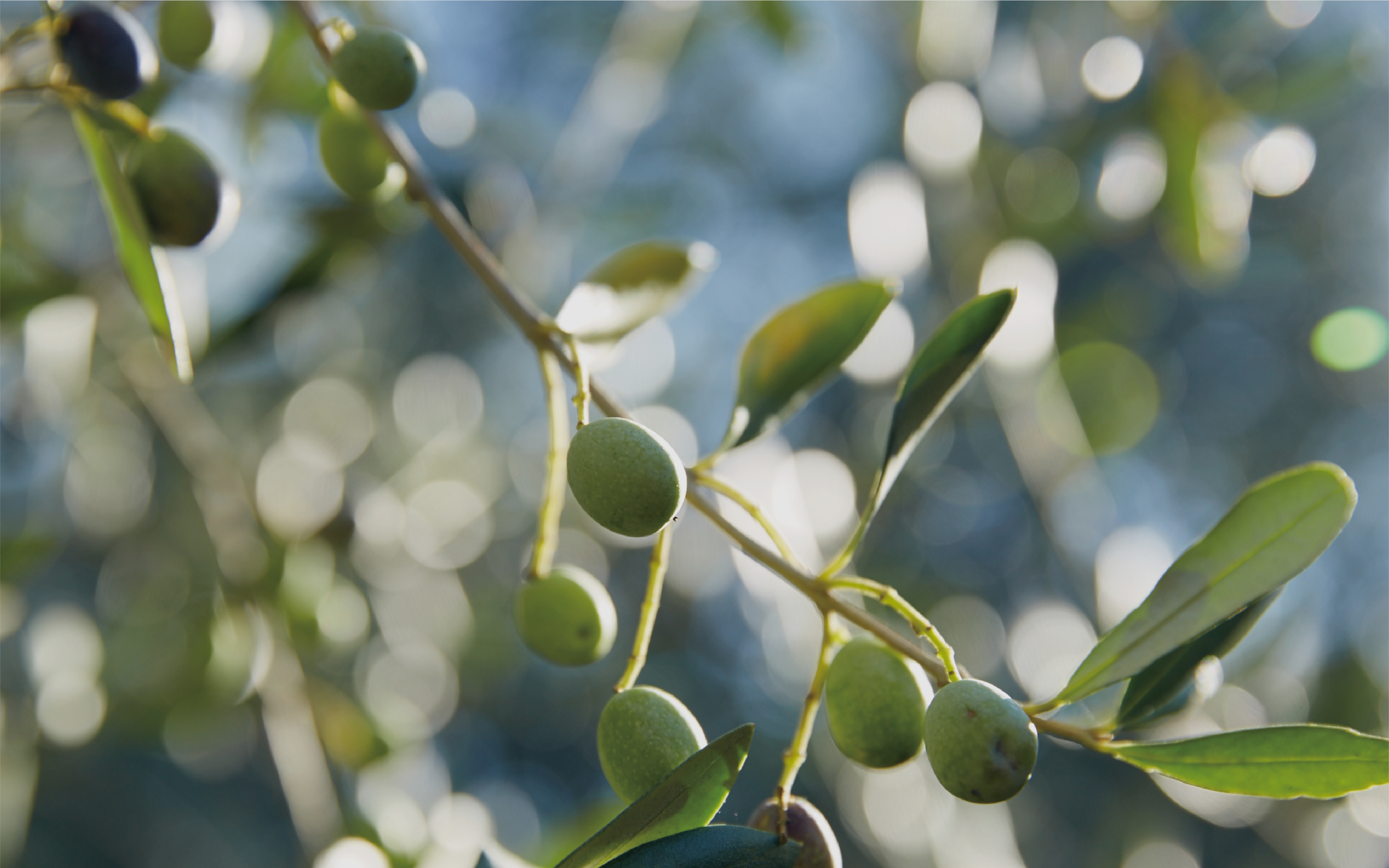 MONTECA OIL